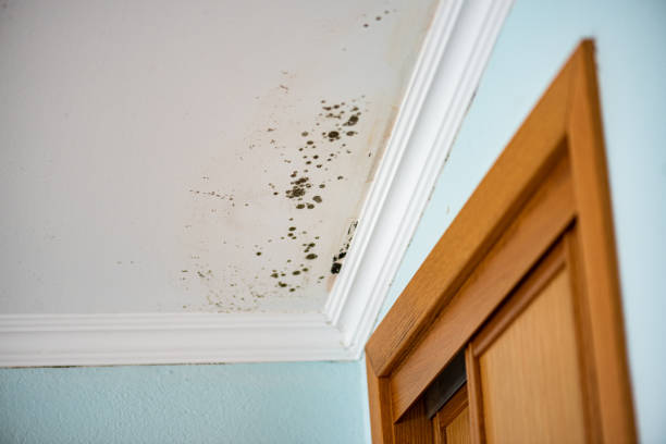 Best Attic Mold Remediation in Smithville, MO