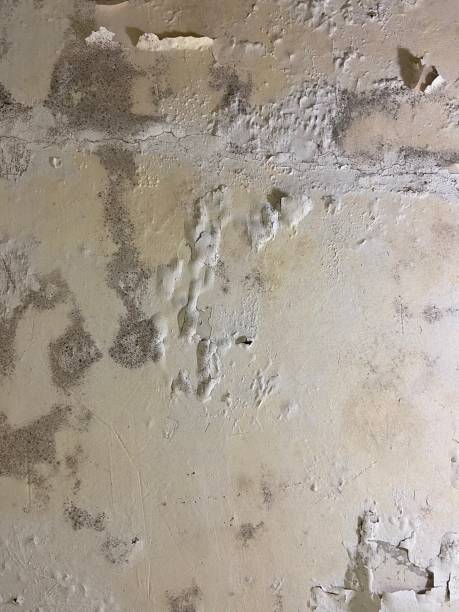 Best Insurance-Related Mold Remediation in Smithville, MO
